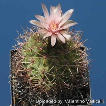 Gymnocalycium mazanense