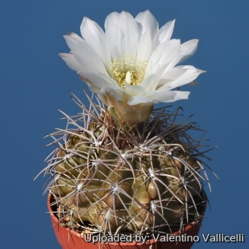 Gymnocalycium gibbosum f. longispinum