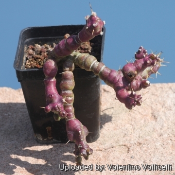 Echinocereus pentalophus f. monstruosus