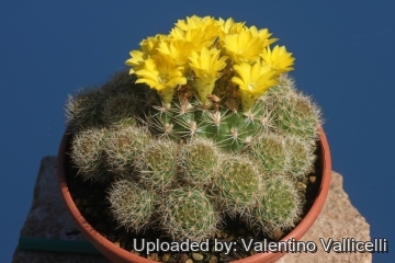 Weingartia neocumingii f. prolifera