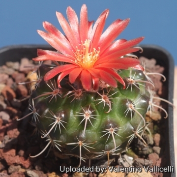Parodia otuyensis