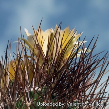 Echinopsis lateritia var. kupperiana