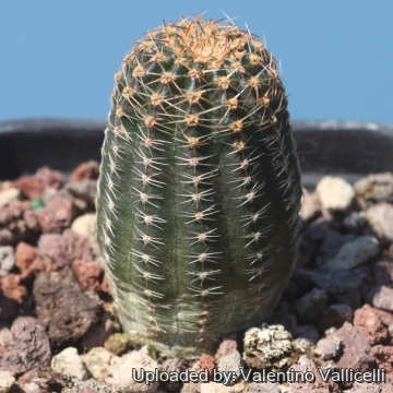 Echinopsis densispina var. pectinifera