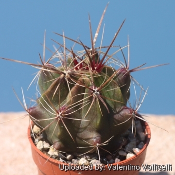 Ferocactus robustus