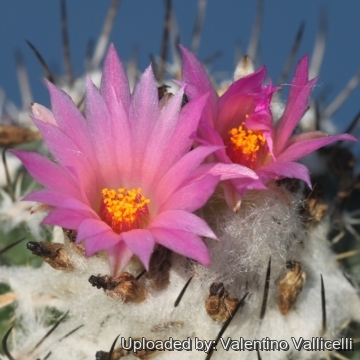 Turbinicarpus roseiflorus