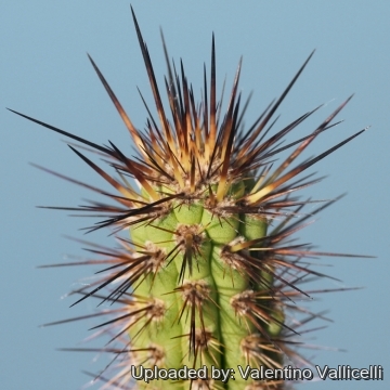 Eulychnia castanea