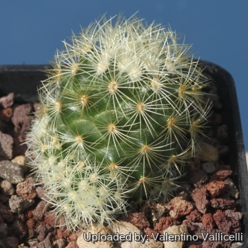 Mammillaria mieheana
