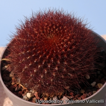Rebutia steinbachii subv. aguilari