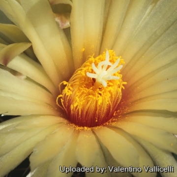 Coryphantha palmeri var. pectinata