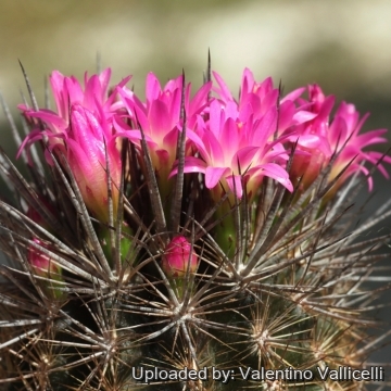 Eriosyce subgibbosa var. wagenknechtii