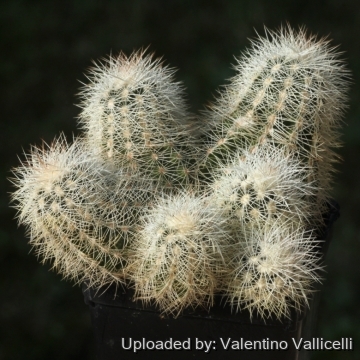 Echinocereus reichenbachii var. albispinus