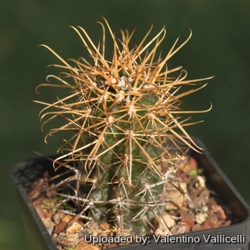 Austrocactus bertinii