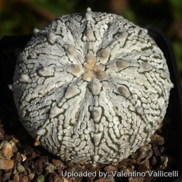 Astrophytum hybrid SK-ONZ (A. asterias cv. Superkabuto x A. myriostigma cv. Onzuka)
