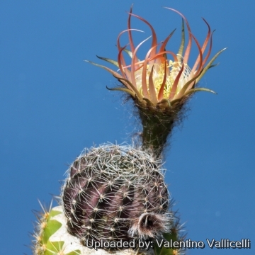 Echinopsis cv. Stern von Emsbach