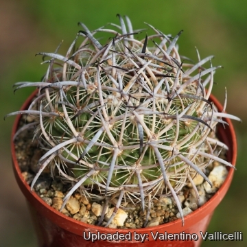 Echinomastus unguispinus subs. laui