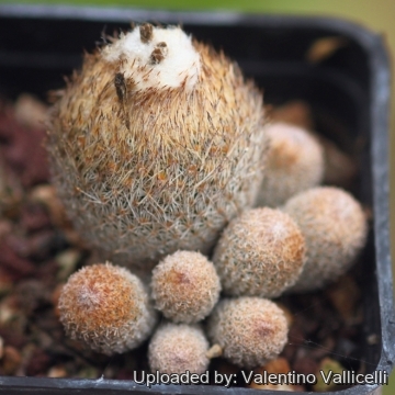 Epithelantha micromeris var. dickisoniae