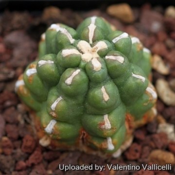 Thelocactus bicolor cv. inermis