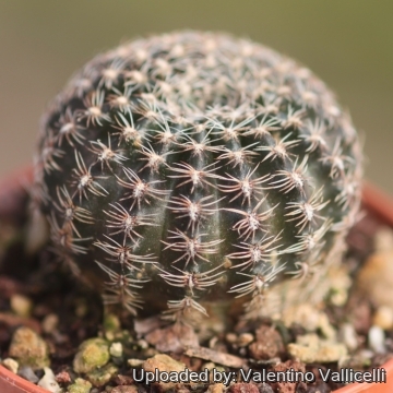 Echinopsis densispina f. sublimiflora