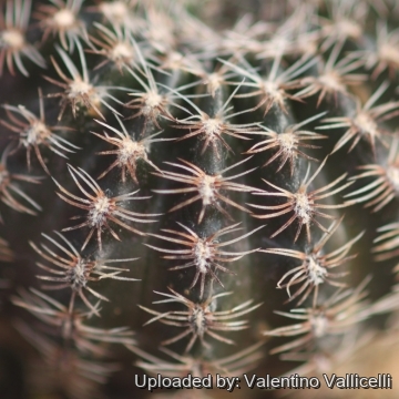 Echinopsis densispina f. sublimiflora