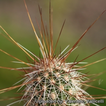 Echinocereus bonkerae var. apachensis