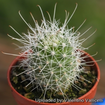 Cochemiea pondii subs. setispina
