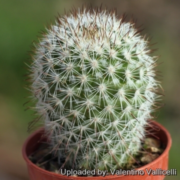 Mammillaria albicans