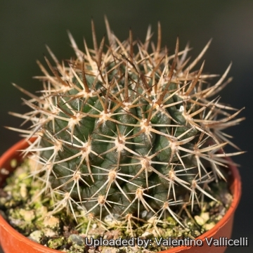 Eriosyce robusta var. cabildensis