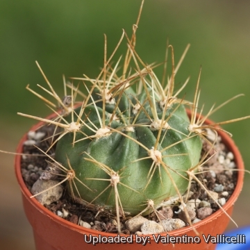 Echinopsis chrysochete