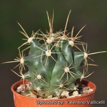 х Thelobergia rinconensis x principis