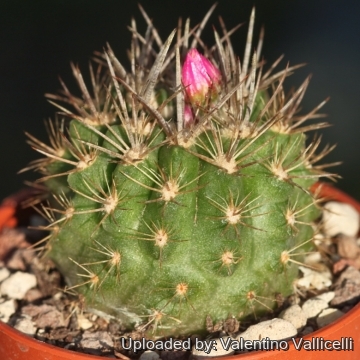 Eriosyce subgibbosa var. wagenknechtii f. napina