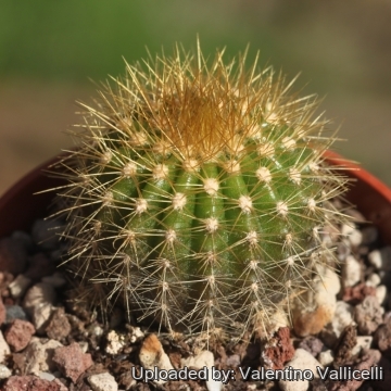 Uebelmannia pectinifera subs. flavispina