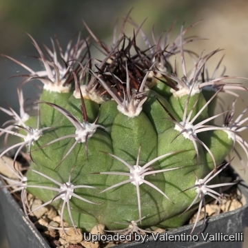 Gymnocalycium chiquitanum