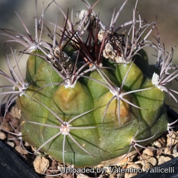 Gymnocalycium chiquitanum