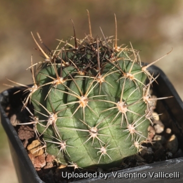 Lobivia jajoiana var. aurata