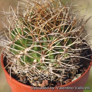 Echinopsis sanguiniflora