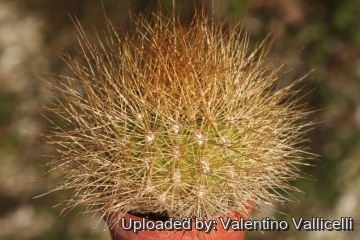 Matucana weberbaueri