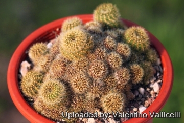 Frailea pygmaea var. dadakii
