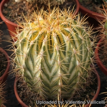 х Echinoferocactus (E. grusonii x F. schwarzii) f. variegata