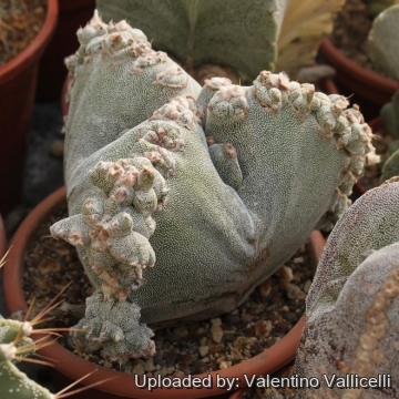 Astrophytum myriostigma var. tricostatum f. proliferum