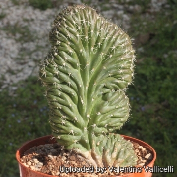 Stenocereus stellatus f. cristata