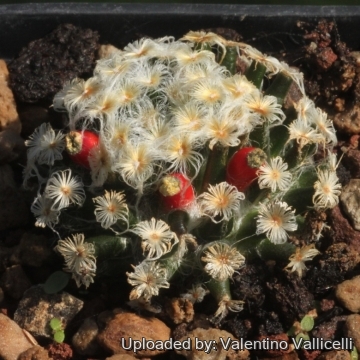 Mammillaria schiedeana var. plumosa