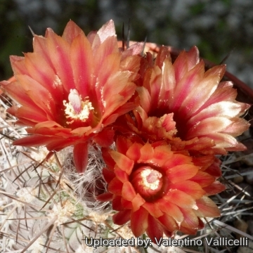 Eriosyce heinrichiana var. simulans
