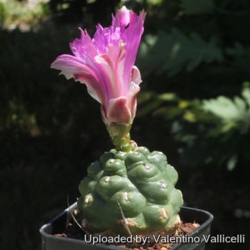Thelocactus bicolor cv. inermis