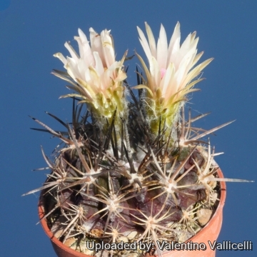 Eriosyce taltalensis