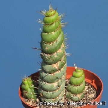 Eulychnia castanea cv. varispiralis spiral  form