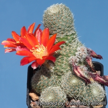 Rebutia heliosa subs. teresae