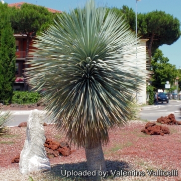 Yucca rostrata