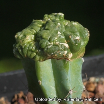 Aztekium ritterii f. montruosa