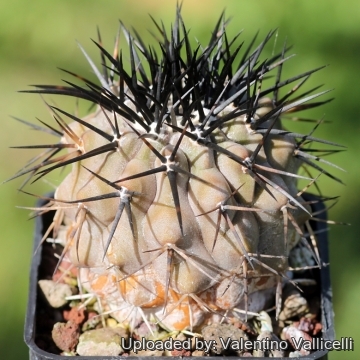 Copiapoa cinerea