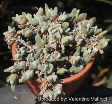 Gibbaeum shandii